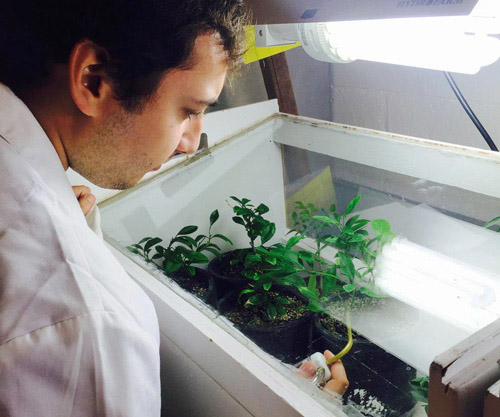 BATTLING A CITRUS PEST